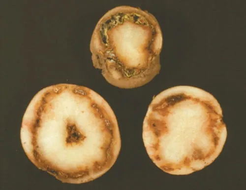 Ring disease of potato